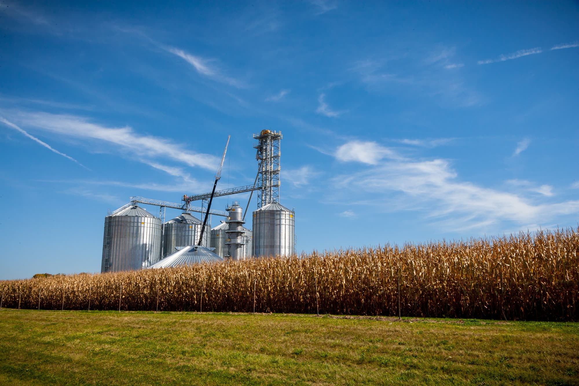 Silos de grãos ao lado de lavoura de milho